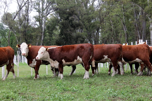 Lote VAQUILLONAS PREÑADAS RG HEREFORD -PARICION OTOÑO 2022-