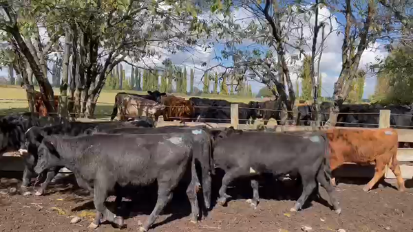 Lote 65 Ternero en Los Ángeles, VIII Región Biobío
