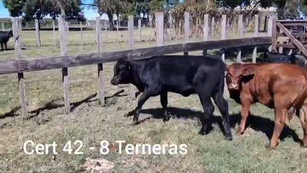 Lote TERNERAS