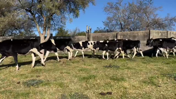 Lote (Vendido)21 Terneros Holando HOLANDO 160kg -  en RUTA 53