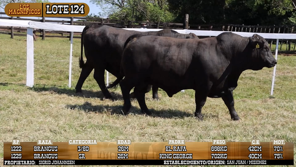 Lote LOTE 124 - VIVO