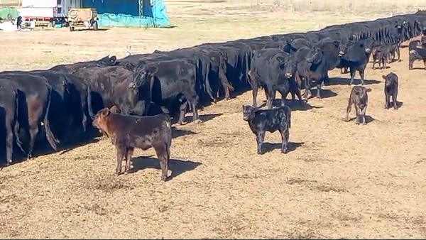 Lote 75 Terneros A TÉRMINO en Pehuajó