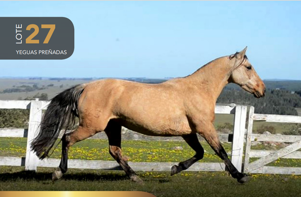 Lote Aquerenciada Tacuara