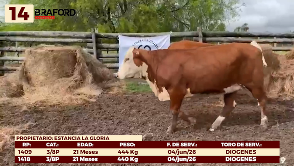 Lote LOTE 14 - VAQUILLAS DE CAMPO
