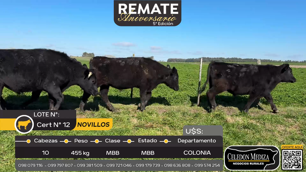 Lote 10 Novillos en Riachuelo, Colonia