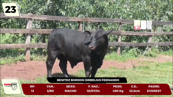 Lote LOTE 23 - JUNIOR