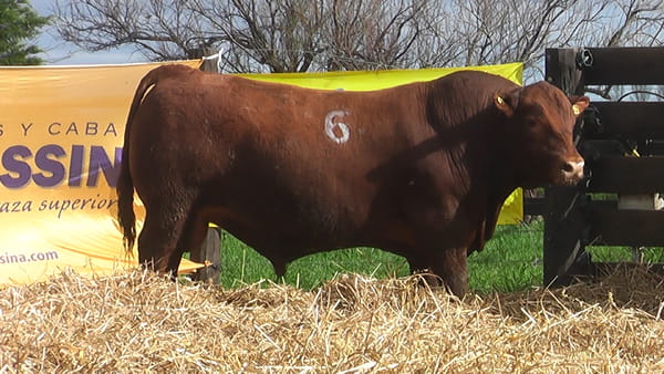Lote TOROS ANGUS PUROS CONTROLADOS