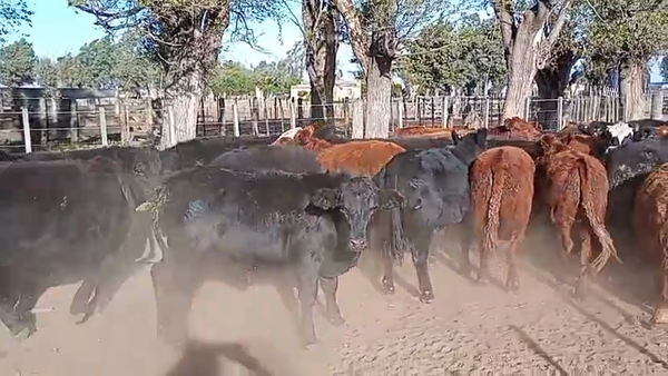 Lote 55 Novillitos en Del Campillo, Córdoba