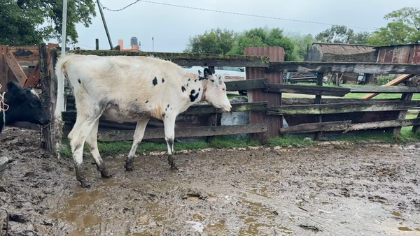 Lote VAQUILLONAS 1 a 2 AÑOS