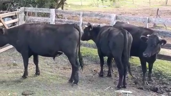 Lote NOVILLOS GORDOS