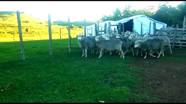 Lote 13 Hembras Merino y Poll Merino astadas: 1709-618-628-12487 poll: 659-8893-644-666-1766- 1044-1062-1012-697