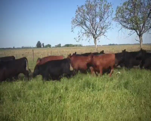 Lote 55 Vaquillonas P/ entorar en Brandsen, Buenos Aires