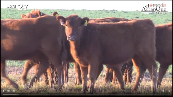 Lote 10 Vaquillonas Para Madre - Santa Anita, Entre Rios