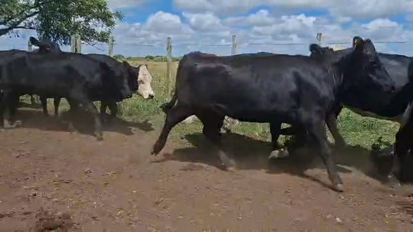 Lote VAQUILLONAS PREÑADAS