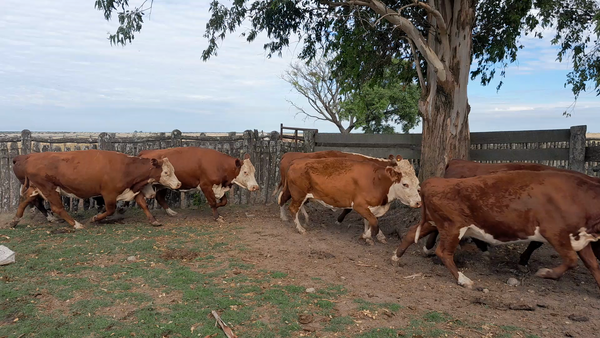 Lote 10 Vacas de invernar