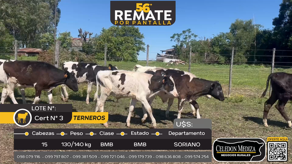 Lote 15 Terneros en Agraciada, Soriano