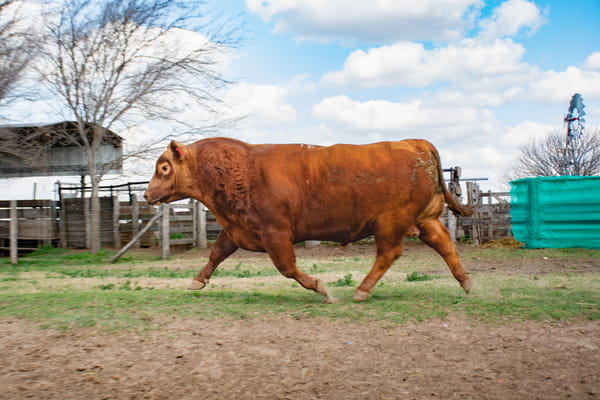 Lote Toros