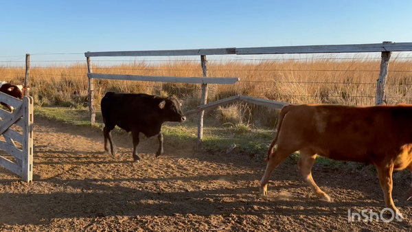 Lote 50 Terneros/as en Corrientes, Saladas