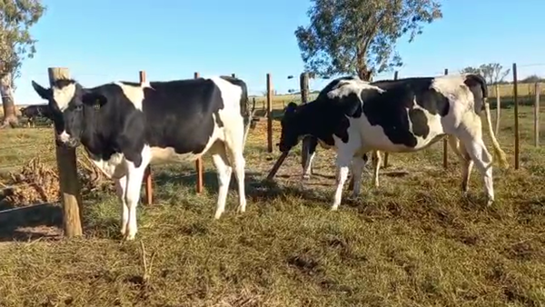 Lote Vaquillonas Preñadas- Elvira Julia