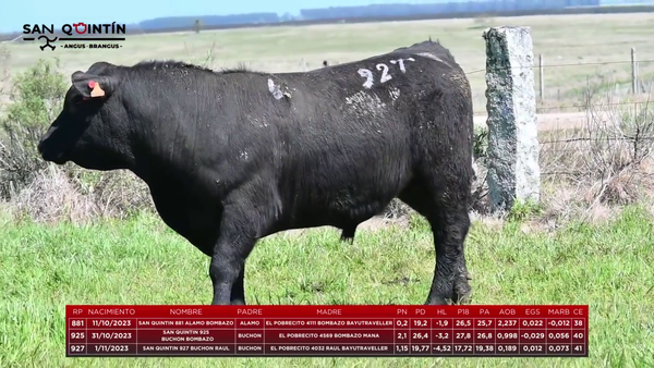 Lote LOTE 6 - ABERDEEN ANGUS PI