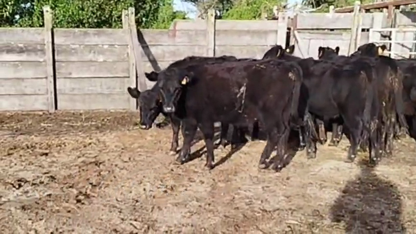 Lote VAQUILLONAS DE 1 A 2