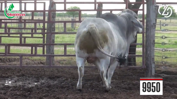Lote Brahman