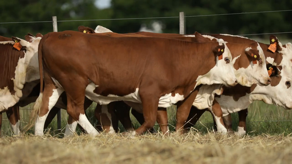 Lote Vaquilla Para Servicio