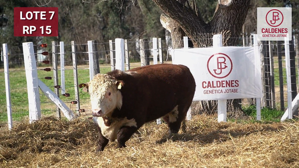 Lote Toro PR