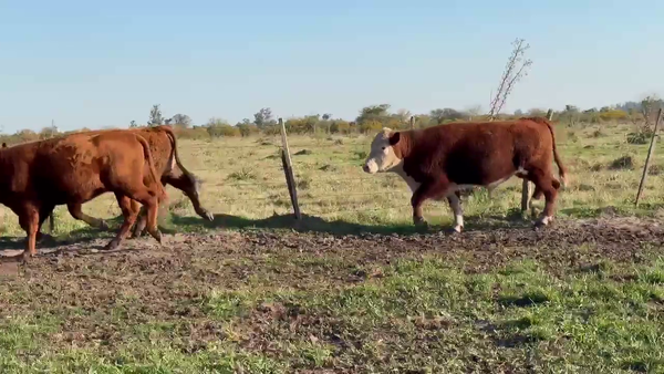 Lote 32 Novillitos en Corrientes, Curuzu Cuatia