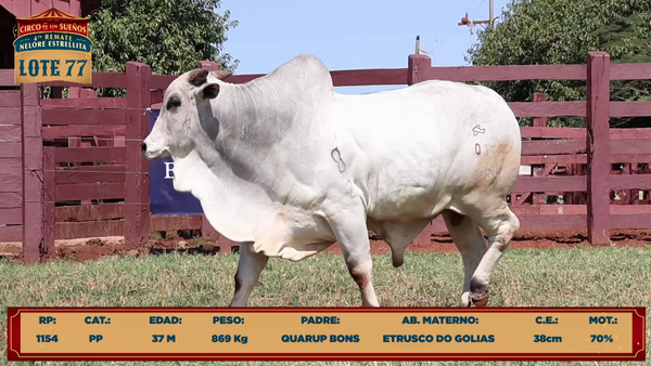 Lote LOTE 77