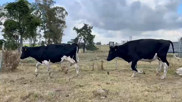 Lote NOVILLOS 1 a 2 AÑOS