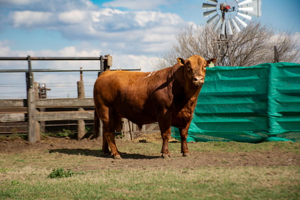Lote Toros