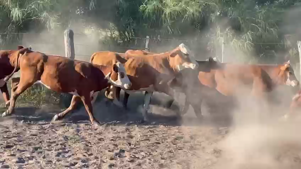 Lote 100 NOVILLITOS Y VAQUILLONAS BRAFORD EN TOSTADO, SANTA FE