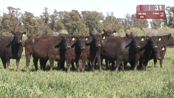 Lote VACAS ANGUS NEGRAS PURAS CONTROLADS C/GTÍA DE PREÑEZ