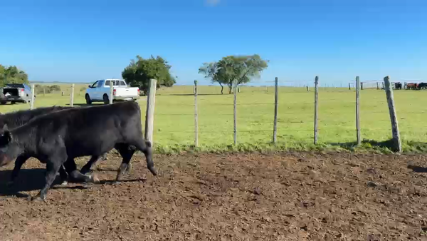 Lote NOVILLOS 1 a 2 AÑOS