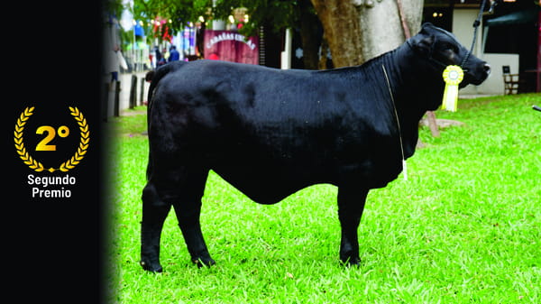Lote Brangus a Bozal Expo 2022 RP 144 - Lote 9