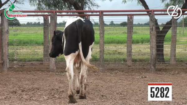 Lote Toros Holando