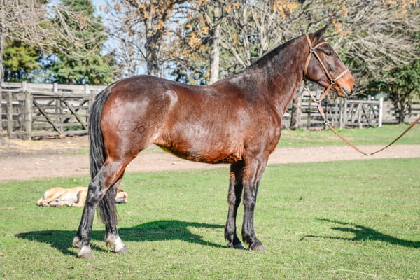 Lote ELEONORA RUMBEADORA