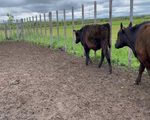 Lote 50 Terneros en Soriano, Chacras de Dolores
