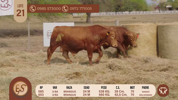 Lote TOROS BRANGUS 24 MESES