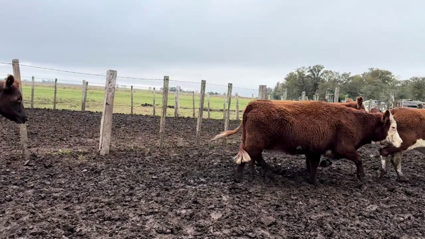 Lote VACAS PREÑADAS