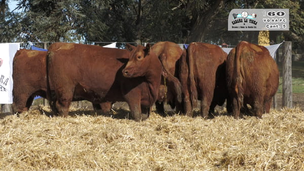 Lote VAQUILLONAS  PC  PARICION PRIMAVERA