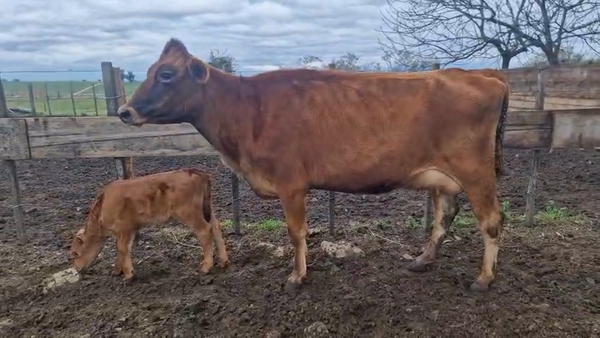 Lote 2 Piezas de cría 400kg - , San José