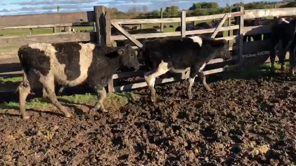 Lote 5 Terneros Holando en Rodriguez