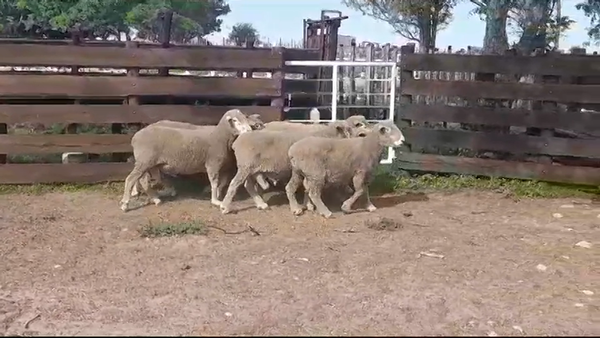 Lote (Vendido)6 Carneros CORRIEDALE 110kg -  en PALO SOLO