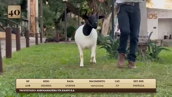 Lote LOTE 40