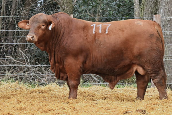 Lote TOROS BRANGUS