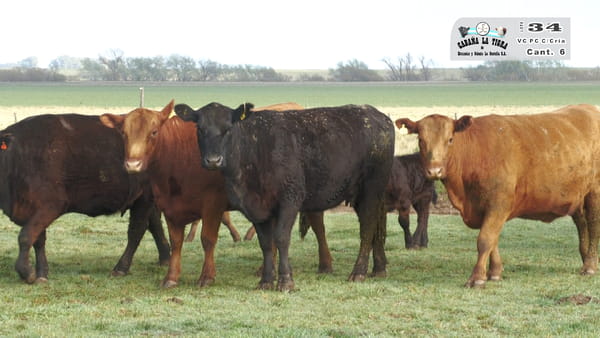 Lote VACAS PC DE 2 PARICION CON CRIA AL PIE