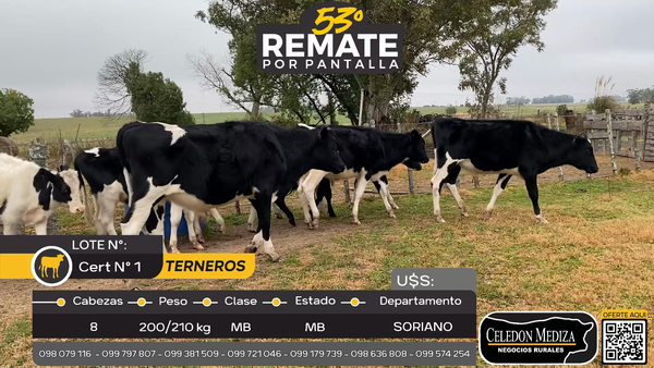 Lote 8 Terneros en Otra Localidad, Soriano