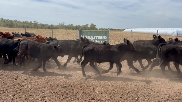 Lote 67 Terneros en Miguel Riglos - La Pampa